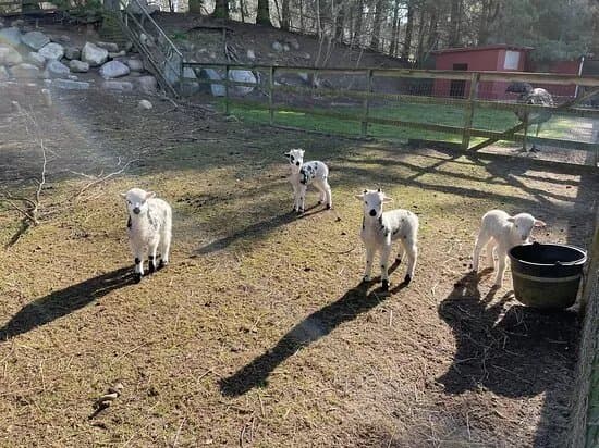 Nordisk Dyrepark