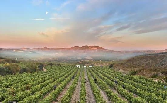 Vinedos y Bodegas de la Marquesa