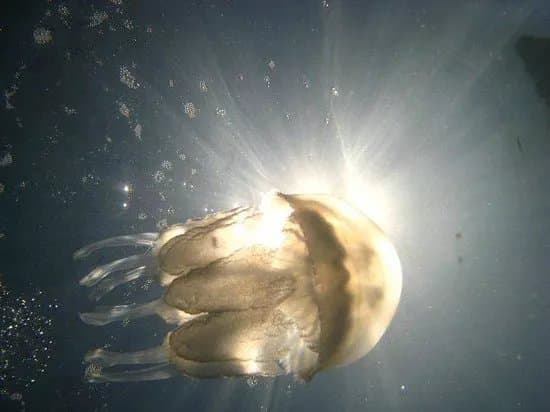 Nemo Diving Center