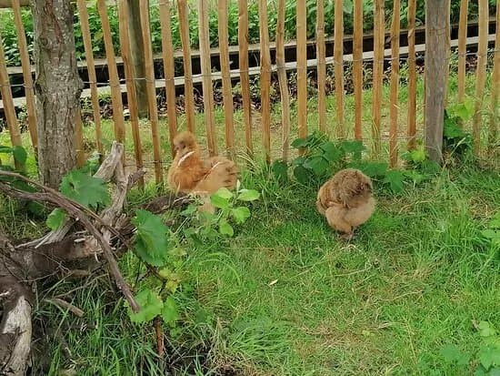 Kinderboerderij De Bollekeshoef