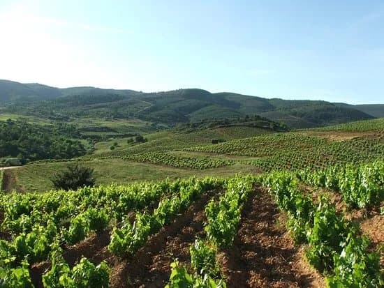 Bodegas Estefania