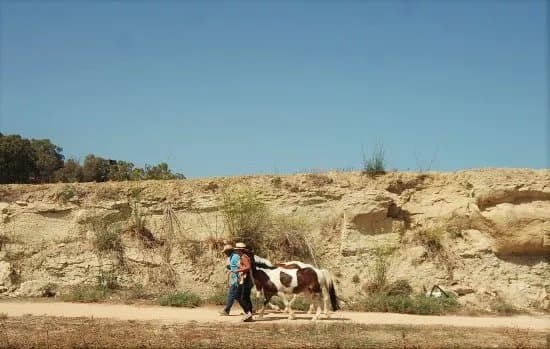 Dreams of Horses Farm