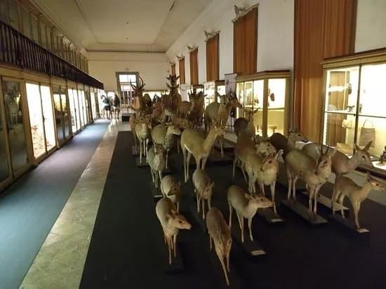 Museu de Zoologia