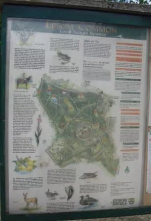 Epsom Common