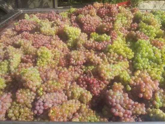 Weingut Johann Strauss