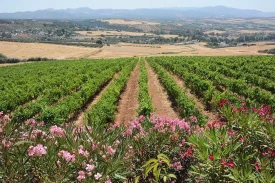 Bodegas Cortijo Morosanto