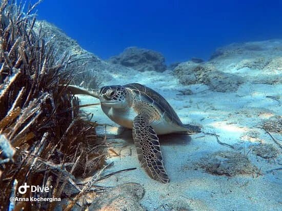 Undersea World Scuba Diving