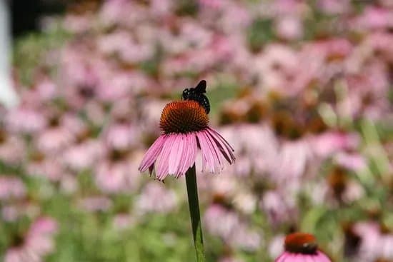 Maravel Garden