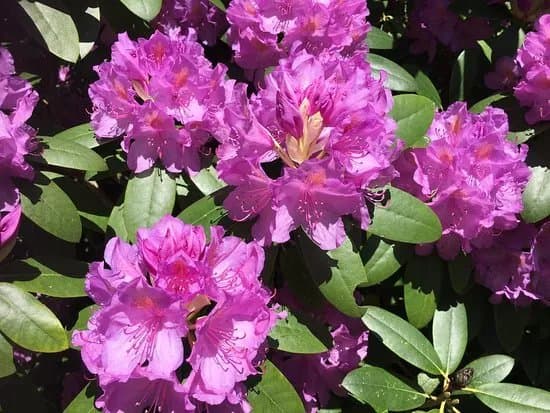 Rhododendronparken