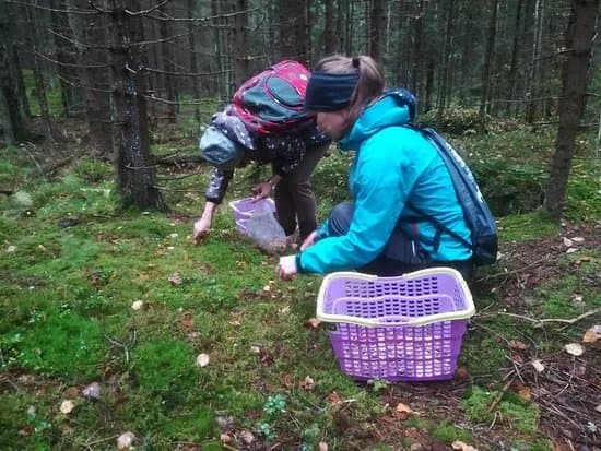 Sipoonkorven Kansallispuisto