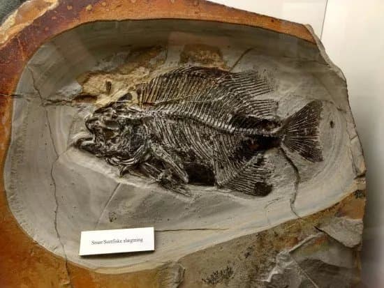 Fossil- Og Molermuseet