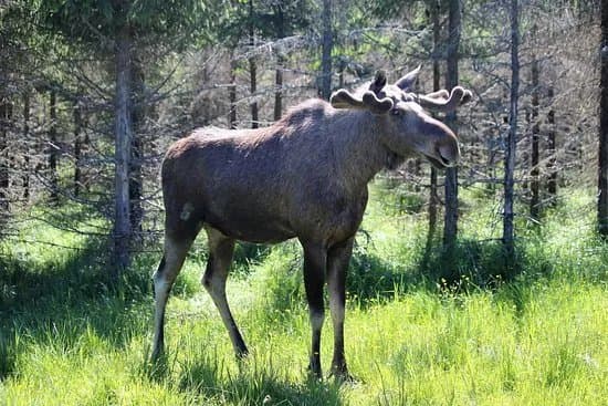 Varmlands Moose Park