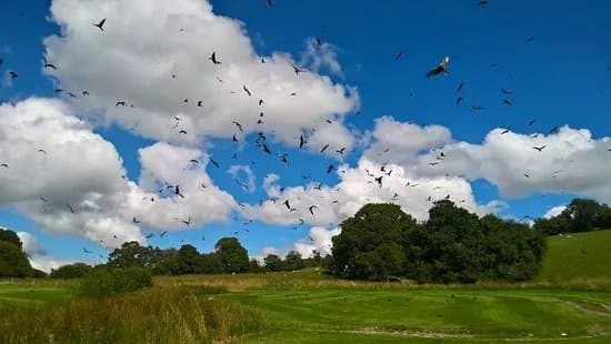 Gigrin Farm Red Kite Feeding Centre