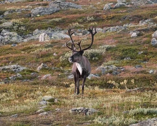 Roam Lapland