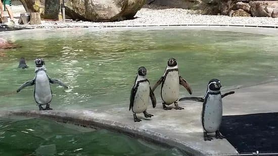 Saarbrucker Zoo