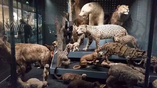 Museum de Toulouse
