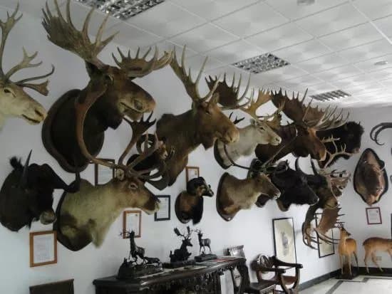 Museo de Caza