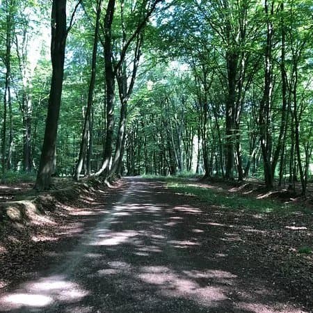 Bois de la Vequee