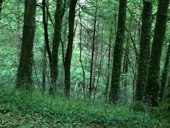 Mullaghmeen Forest