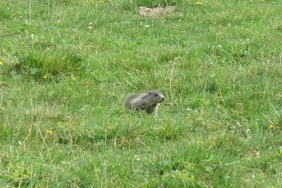 Marmot Trail