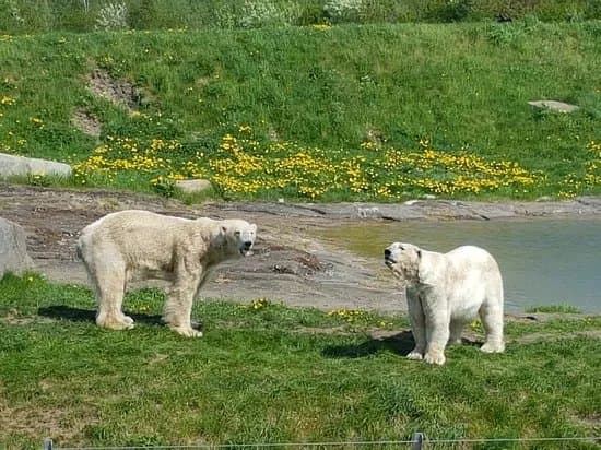 Scandinavian Wildlife Park