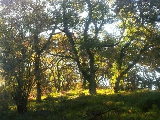 Union Wood / Ballygawley Lough