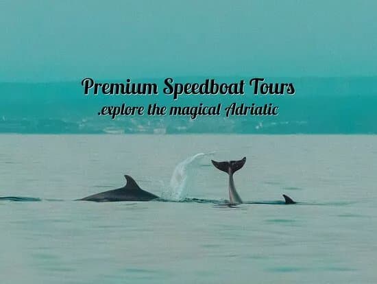 Dolphin Tours Istria