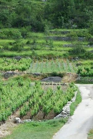 Veliki Godinj