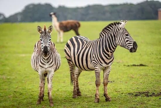 Safari Park