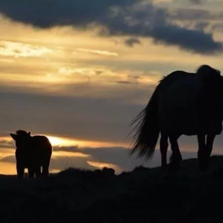 Lytingsstadir Riding Tours