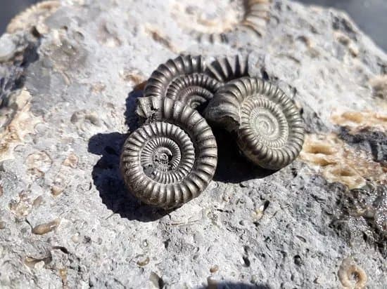Jurassic Coast Guides