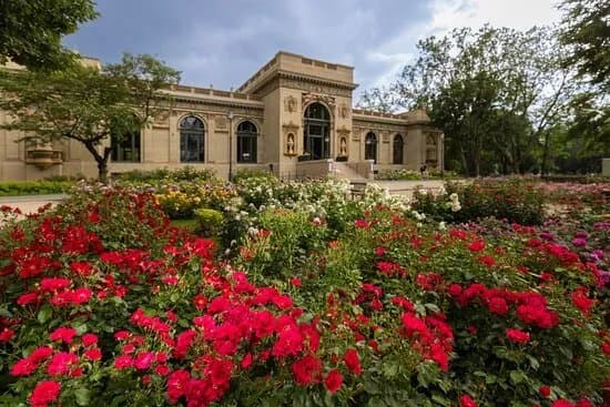 Rozsakert / Rose Garden