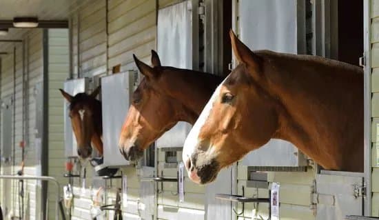 The Horse Trust