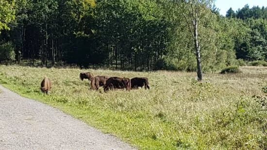 Almindingen Forest