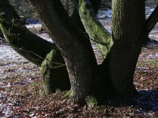 Wahner Heide