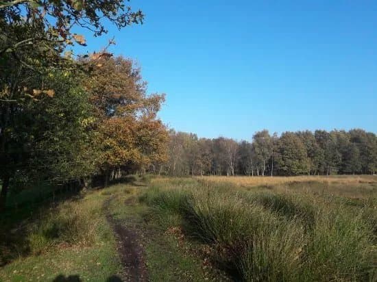 Mandefjild