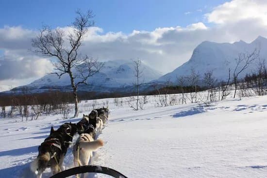 Kvaloya Husky
