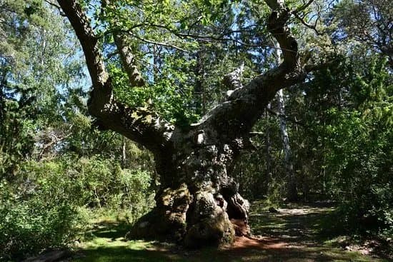 Naturum Trollskogen