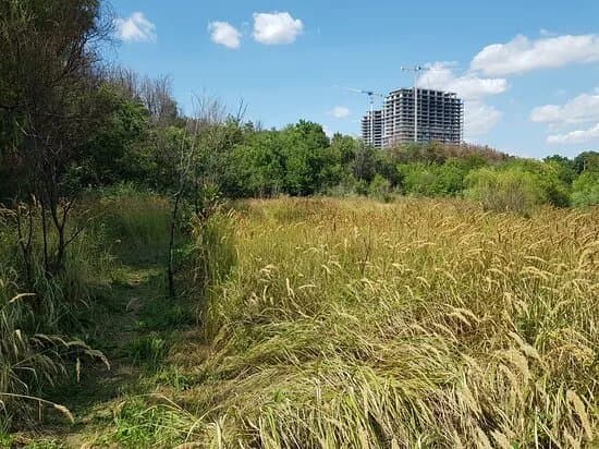 Petricani Meadow