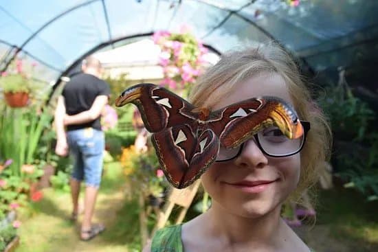 Motylarnia W Ulinie