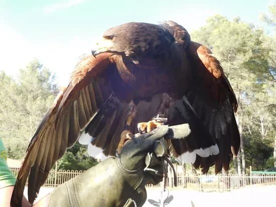 Les Aigles de la Sainte Baume