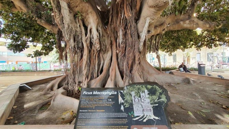 Ficus Macrophylla