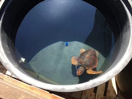 ARCHELON Τhe Sea Turtle Protection Society of Greece