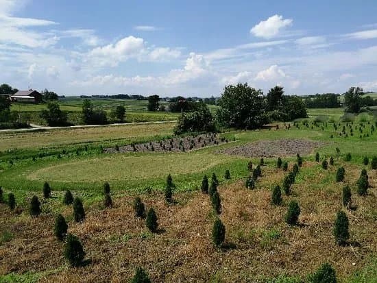 Ogrod pelen lawendy