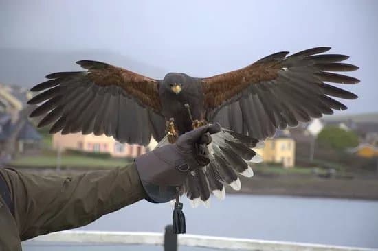 Kingdom Falconry - Dingle