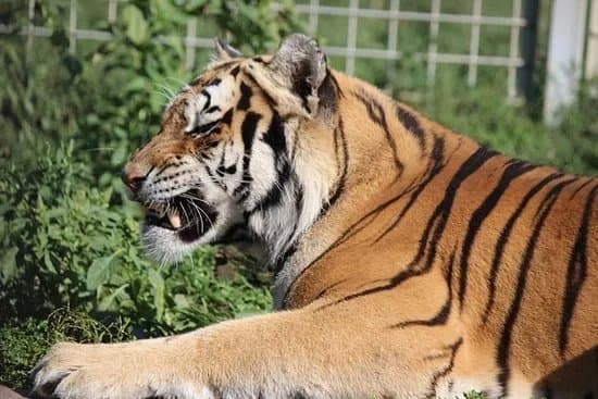 Oaza Sibirskeho Tigra (Oasis of Siberian Tigers)