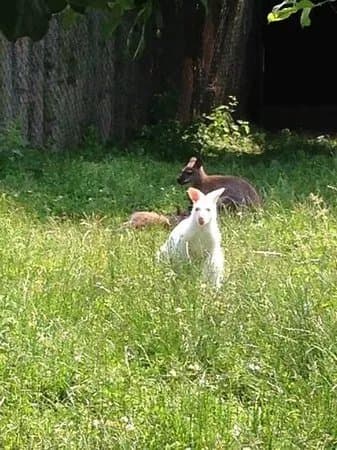 Munkholm Zoo