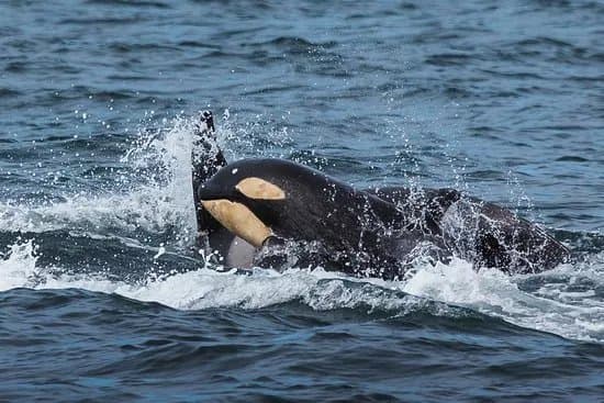 Laki Tours Whale Watching - Olafsvik
