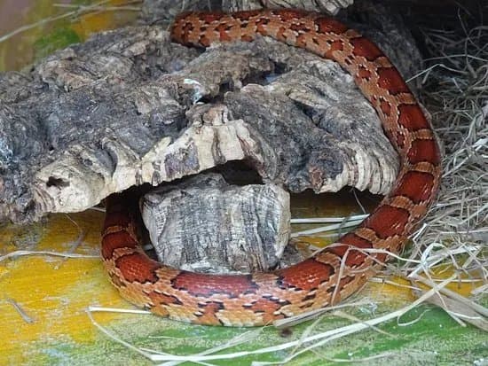 Iguana Reptile Zoo