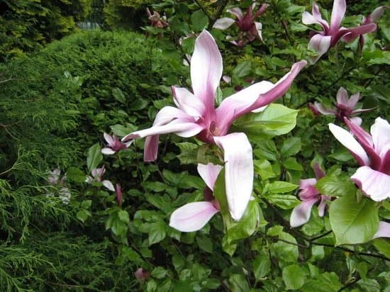 Kaunas Botanical Garden
